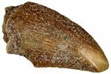 Serrated Raptor Tooth - Real Dinosaur Tooth #300891-1